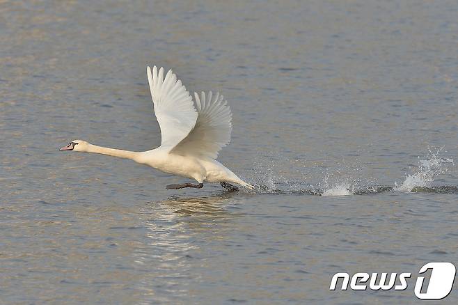 멸종위기 1급이자 천연기념물 201-3호인 혹고니가 7일 오후 경북 포항시 남구 연일읍 저수지에서 수면위를 힘차게 달리고 있다.기러기과의 혹고니는 큰고니와 비슷한 크기로 목둘레가 좀 더 굵은 편이며 윗부리는 주홍색,기부에 검은혹이 있는 것이 특징이다.국내에서 좀 처럼 보기 힘든 철새로 환경부가 2012년 5월 31일부터 멸종위기야생동물 1급으로 지정해 보호하고 있다.2017.12.7/뉴스1 © News1 최창호 기자