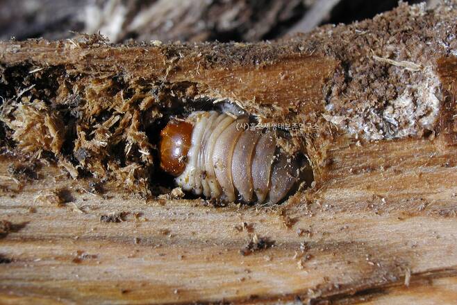 왕바구미 애벌레.