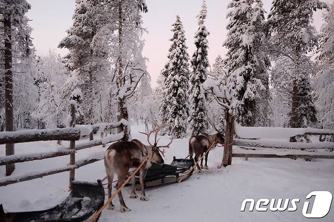 핀란드 북부지역은 사람보다 순록이 더 많다는 말이 있을 정도로 어느 곳에서도 쉽게 순록을 볼 수 있다.© News1 윤슬빈 기자