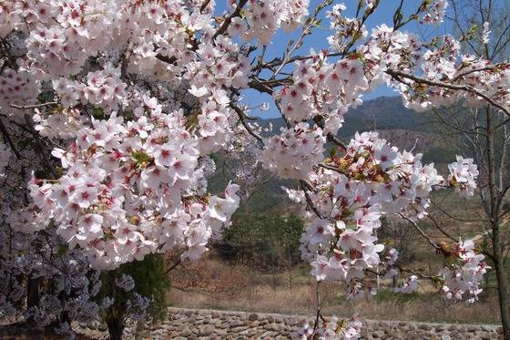 꽃 여행지는 목이 많은 사주에 좋다. [사진 김순근]