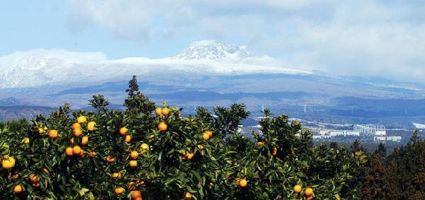 [월간산]제주도는 명실상부 우리나라 제일의 귤 생산지다. 눈 쌓인 한라산과 어우러진 귤나무.