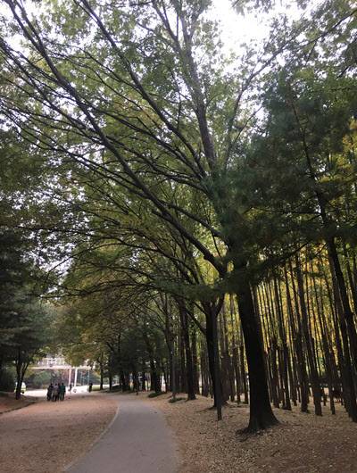 응봉동에서 조망이 가능한 서울숲공원.  /김리영 인턴기자