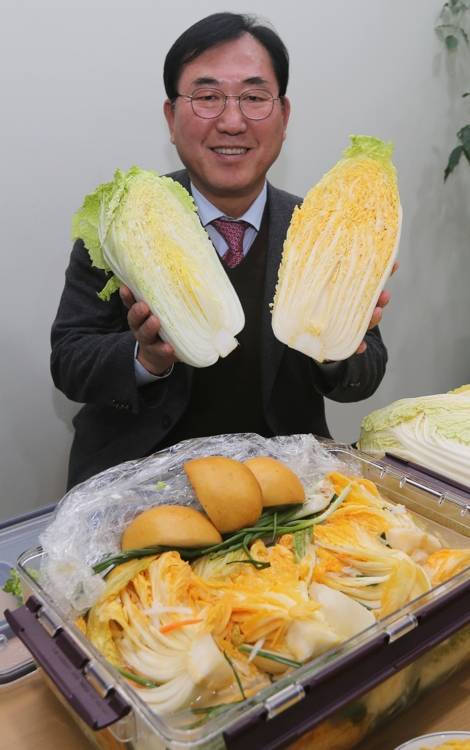 (괴산=연합뉴스) 윤우용 기자 = 나용찬 충북 괴산군수가 배춧속이 주황색을 띠는 신품종배추(오른쪽)와 현재 농민들이 절임배추를 생산하기 위해 많이 재배하는 품종(왼쪽)을 들어 보이고 있다.통 안에 있는 것은 신품종배추로 담근 백김치다.
