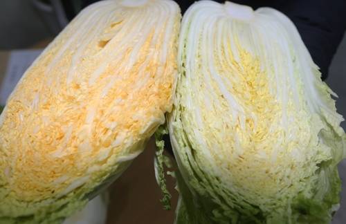 (괴산=연합뉴스) 윤우용 기자 = 배춧속이 주황색을 띠는 신품종배추(왼쪽)와 괴산지역 농민들이 절임배추를 생산하기 위해 많이 재배하는 품종인 불암플러스(오른쪽)