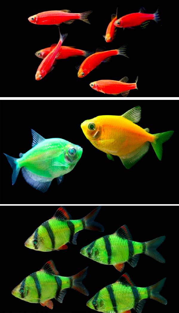 형광 단백질 유전자를 추출해 물고기 배아에 주입해 만든 세계 유일의 유전자 변형 애완동물인 ‘글로피시’. 위로부터 제브라 다니오, 블랙테트라, 타이거바브. 하천 오염을 추적할 목적으로 만든 글로피시는 현재 관상용으로 각광받고 있지만 유전자변형 동물 논란 탓에 미국에서만 판매가 허용된다. www.GloFish.com