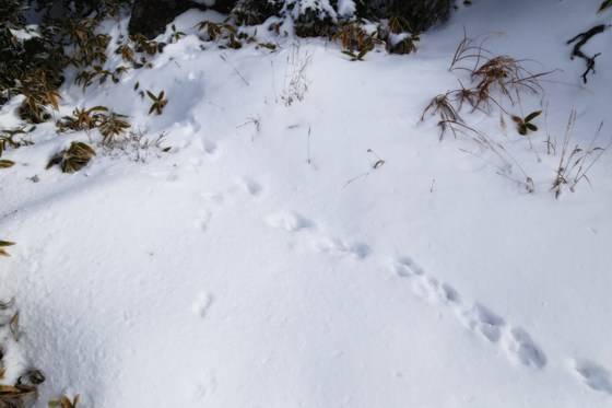 등산로 곳곳에 보이는 노루(라고 믿고 싶은) 발자국.