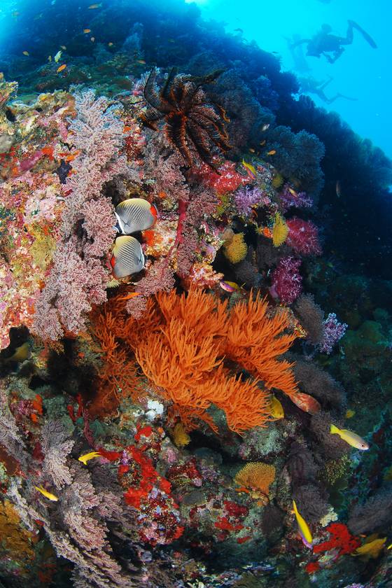 도처에 산재해 있는 아름다운 수중비경이 다이버들을 활홀하게 한다. [사진 박동훈]