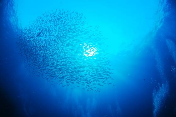 잭피쉬떼의 군무와 다이버들이 피어올리는 공기방울들. [사진 박동훈]