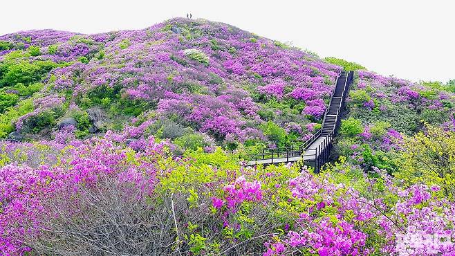 5월, 오월의 지리산 팔랑치 바래봉