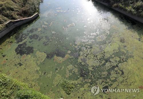 낙동강 녹조 현상 [연합뉴스 자료사진]