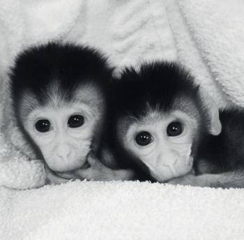 2014년 중국 윈난영장류생물의학중점연구소가 세계최초로 성공한 유전자 교정 원숭이. [중앙포토]