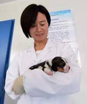 중국 연구진이 복제한 유전자 교정 강아지 룽룽. [연합뉴스]