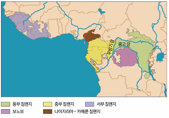 침팬지는 아프리카 다양한 지역에서 살지만, 보노보는 콩고강 남쪽 일부지역에서 서식한다 - Nature 제공