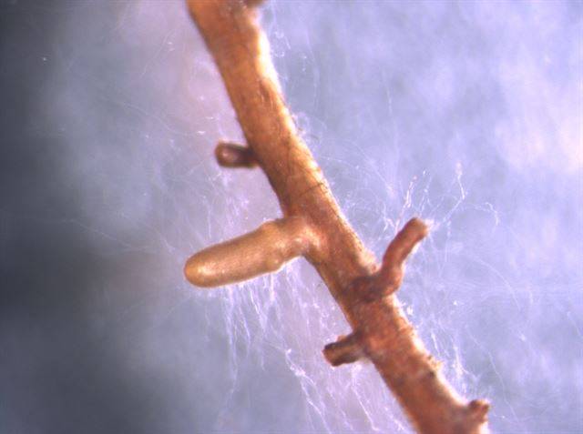 나무 뿌리털 주변에 실처럼 자란 외생균의 균근. 식물의 뿌리를 감싸 접점을 만드는 외생균은 이 접점을 통해 식물과 포도당, 인 등 영양소를 교환한다. 국립생태원 제공