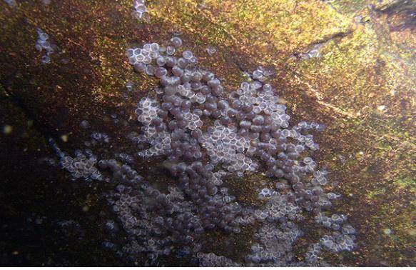 꺽지의 알 [중앙포토]