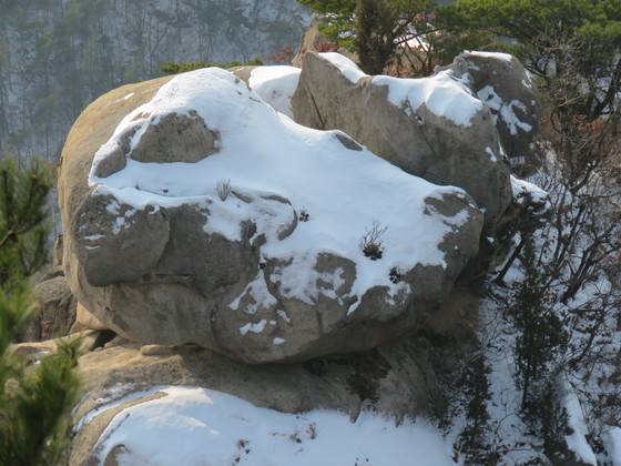 새해 내린 눈이 눈부위를 가려 마치 졸고 있는 모습이다. [사진 김순근]