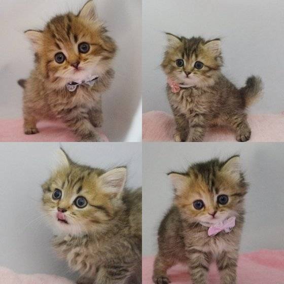 일본에서 인기가 높은 미뉴에트 고양이. [사진 야후재팬]