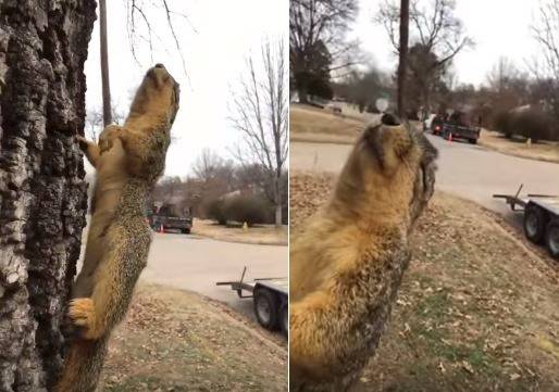 라이브릭 영상 캡처