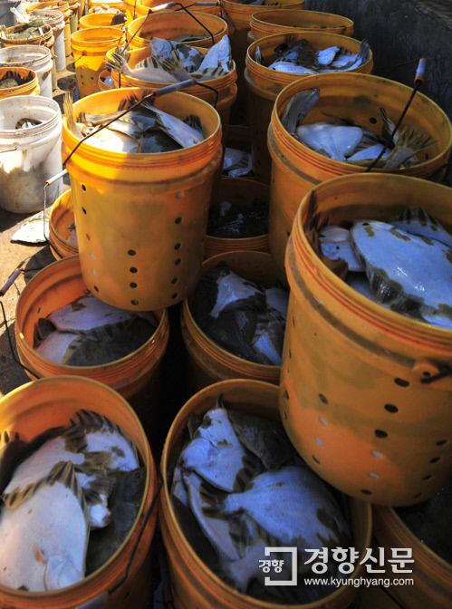 경북 포항 지역 양식장에서 폐사한 물고기. 연합