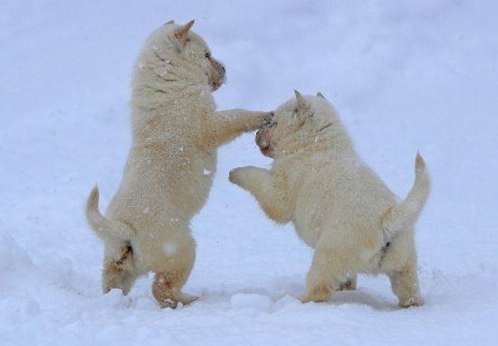 사진=마이니치 신문 눈속에서 뒹구는 아이누견의 모습