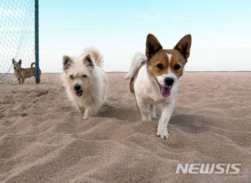 【서울=뉴시스】조수정 기자 = 박신흥 '개네동네' 중 해변의 데이트.