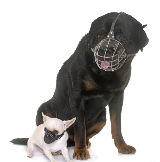 정부가 지난 18일 '반려견안전관리대책'을 통해 반려견의 체고가 40cm를 넘으면 입마개 착용을 의무화했다. /사진제공= 이미지투데이