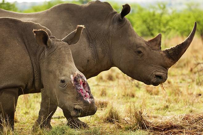 남아프리카공화국의 코뿔소. 밀렵으로 목숨을 잃는 것을 방지하기 위해 국립공원 관리 당국에서 아예 뿔을 잘라버리는 경우도 있다. [사진 세계자연기금]