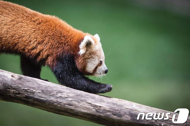 레드팬더(자료사진) © AFP=뉴스1