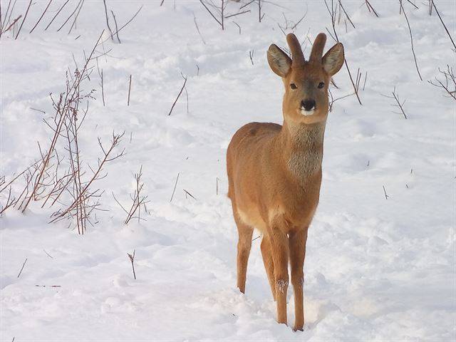 하얀 눈밭의 수컷 노루. 새로이 자라는 뿔이 참 보드라워 보인다.