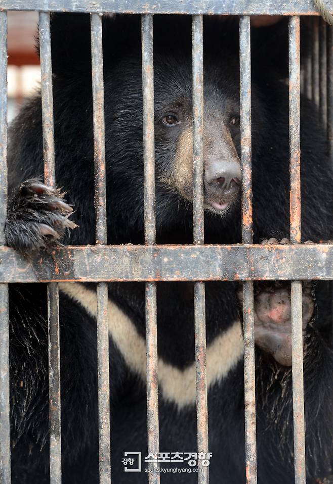 전국사육곰협회 회원들이 데려온 사육곰이 우리 안에 갇혀 있다. 김정근 기자