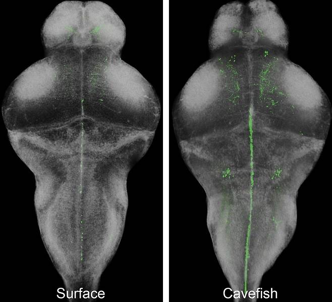 부족하면 졸음증을 일으키는 하이포크레틴이라는 신경펩타이드(녹색)가 동굴 물고기(오른쪽)에서 현저히 많이 발견됐다. 알렉스 킨 제공.
