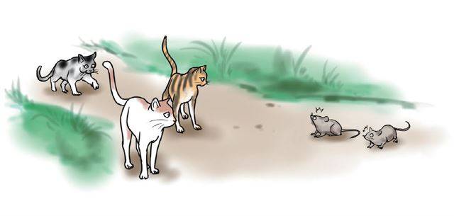 영국 공군은 1955년 인도네시아 보르네오섬 다약마을에 쥐를 잡기 위해 고양이들을 낙하산으로 내려보내는 '보르네오 고양이 공수작전'을 펼쳤다. '중학생이 되기 전 꼭 알아야 할 환경상식 10가지' 삽화 캡처.