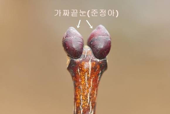 말오줌때의 가짜끝눈