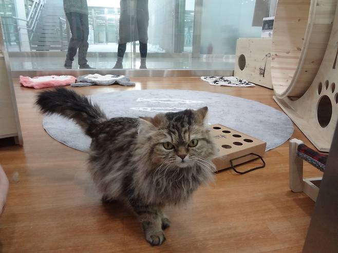 입양을 기다리는 고양이를 보호 중인 고양이방.