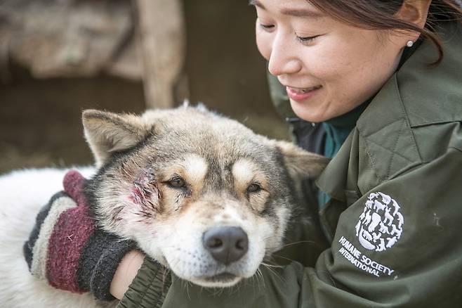 김나라 휴메인소사이어티 인터내셔널 캠페인 매니저가 농장에 있는 대형견을 안고 있다. HSI는 이 농장주가 폐업할 수 있도록 지원했다. 개들은 3월 중에 외국으로 입양가게 된다.