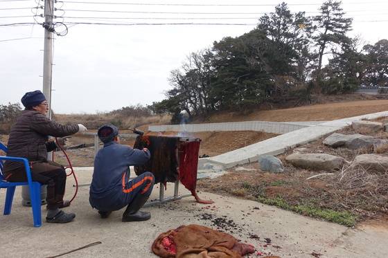 마을회관 마당에서 소가죽의 털을 그을리는 주민. 작업이 끝나면 건너 쪽에 보이는 당에 제물로 올려준다. 소 머리·족·가죽만 제물로 쓴다.