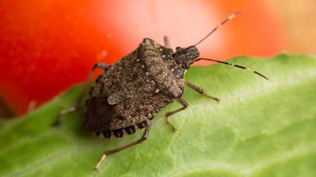뉴질랜드와 일본간 통상마찰을 부르고 있는 일명 방귀벌레 썩덩나무노린재.