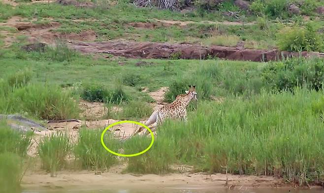 악어에 다리를 물린채 사투를 벌이고 있는 기린 모습(유튜브 영상 캡처)