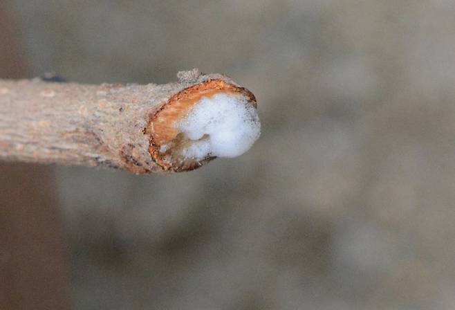 아왜나무 가지를 불에 태우자 단면에서 거품이 나고 있다. - 窪田 제공