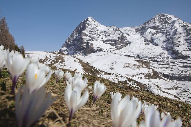 크로커스는 스위스에서 봄을 알리는 꽃으로 알려져 있다.