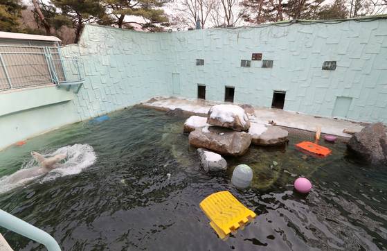 통키가 왼쪽에서 수영을 하고 있다. 한시간 가량 같은 동작으로 쳇바퀴 속 다람쥐처럼 움직였다. 오른쪽 물위에 떠있는 플라스틱 기구 등은 통키를 위한 놀이기구다. 최승식 기자