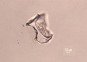 대폭발이라 불리는 화산 분출 환경에서 생성되는 유리 조각(glass shard)의 예이다.-University of Nevada Las Vegas