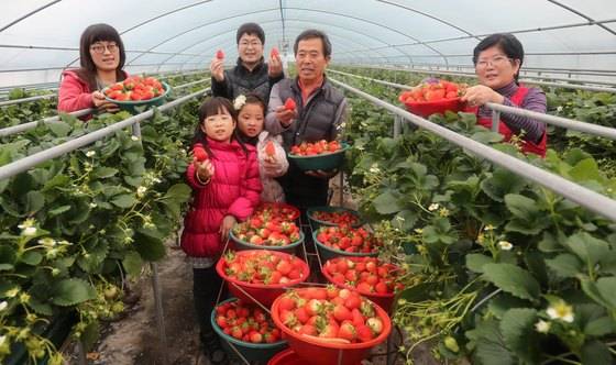 지난 18일 딸기 주산지인 충남 논산시 한 딸기하우스에서 농민들이 탐스럽게 익은 딸기를 수확하고 있다. [뉴스1]