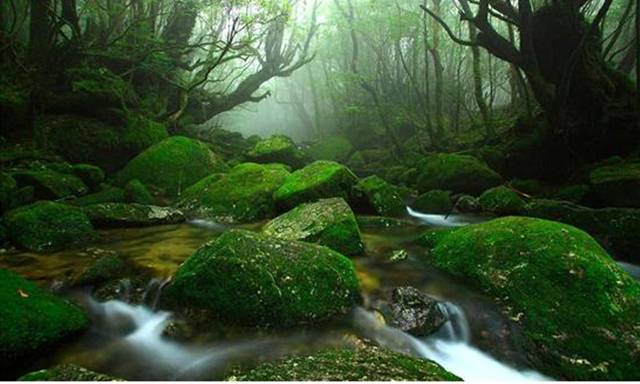 ▲태고의 환상숲! <원령공주>의 섬 야쿠시마는 신비롭다.Ⓒ야쿠시마관광협회