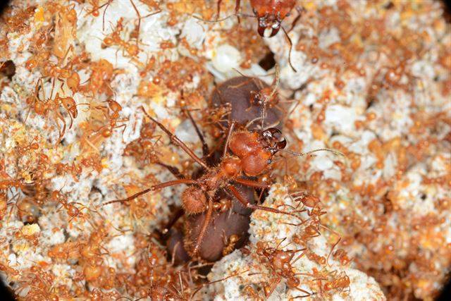 병정개미들이 여왕개미를 보호하고 있다. 국립생태원 제공