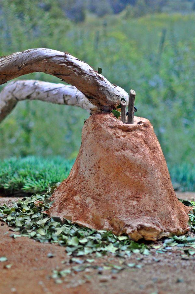 잎꾼개미들이 기호에 맞지 않아 버린 나뭇잎들이 둥지 입구에 쌓여 있다. 국립생태원 제공