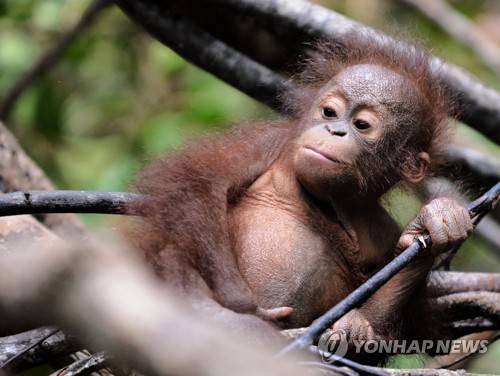 멸종위기에 몰린 동물들. 오랑우탄도 위험수위. [AFP=연합뉴스 자료사진]
