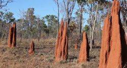 아프리카의 초원이 주 서식지인 흰개미들의 집. 큰 것은 6m에 달한다.[사진=유튜브 화면캡처]