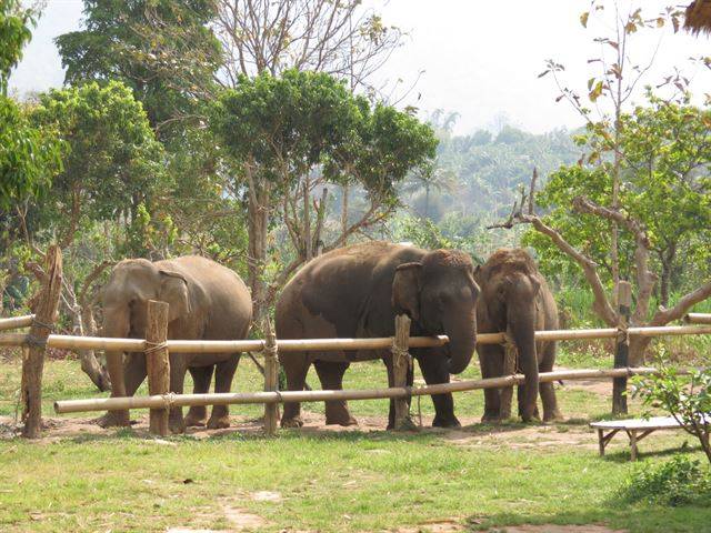 태국 치앙마이 코끼리 여행에서 만나 함께 하루를 보낸 모짜, 깡능, 문틍. 이들은 산속에서 벌목된 나무를 옮기는 노동을 하다가 벌목이 금지되자 도시에서 쇼를 하거나 관광객에게 구걸을 하면서 지내다가 구조되돼 깊은 산 속 보호구역에 마련된 평생의 안식처에 안착했다.