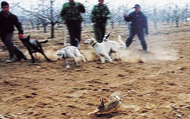 중국 산시성에서 한 무리의 사냥개들이 주인의 지시에 따라 산토끼를 쫓고 있다. EPA